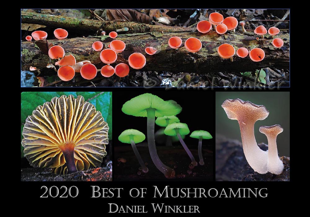 Mushroom Calendar Mushroaming Daniel Winkler's Webpages Dedicated